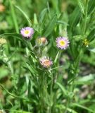 genus Erigeron