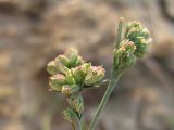 Смотреть изображение Bupleurum tenuissimum