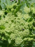 Tetrataenium olgae. Соцветие с кормящимся жуком. Таджикистан, Горно-Бадахшанская автономная обл., Рушанский р-н, хр. Северо-Аличурский, дол. р. Мургаб (ниже Сареза) у ручья Хурмахей, выс. ≈ 2600 м н.у.м., галечниковые наносы на дне ущелья. 26 июня 2026 г.