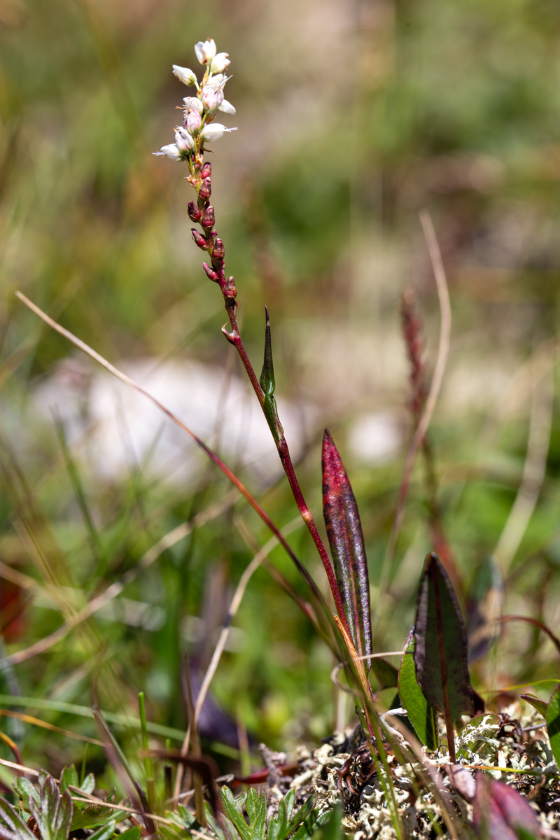 Image of Bistorta vivipara specimen.