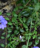 genus Veronica. Побеги. Турция, ил Артвин, у монастыря Парехи, в нижней части скалы. 12 июня 2026 г.