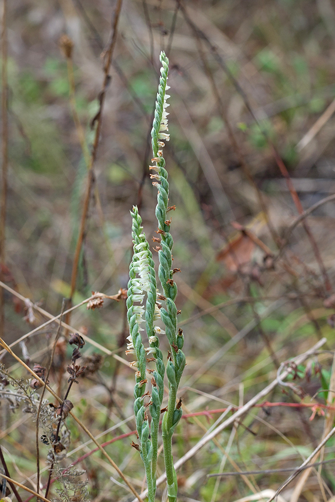 Image of Spiranthes spiralis specimen.