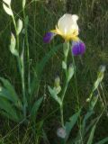 Iris × hybrida. Верхушки цветущих растений с бутонами. Республика Молдова, муниципалитет Кишинёв, г. Кодру. 19 мая 2026 г.