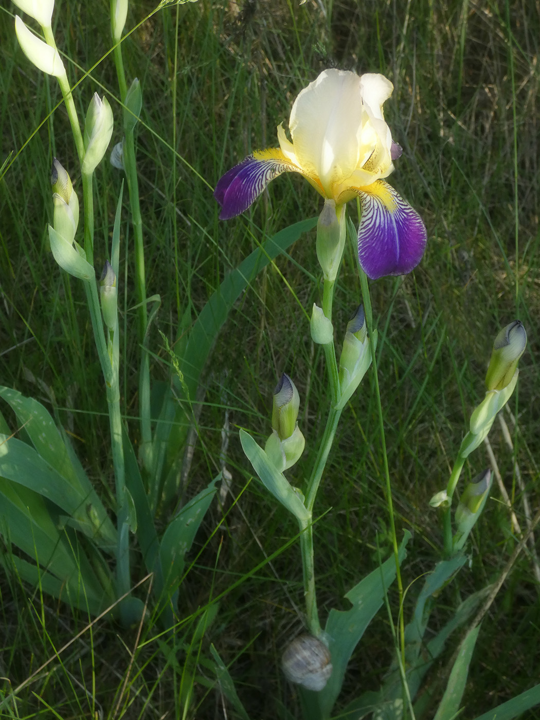 Изображение особи Iris × hybrida.