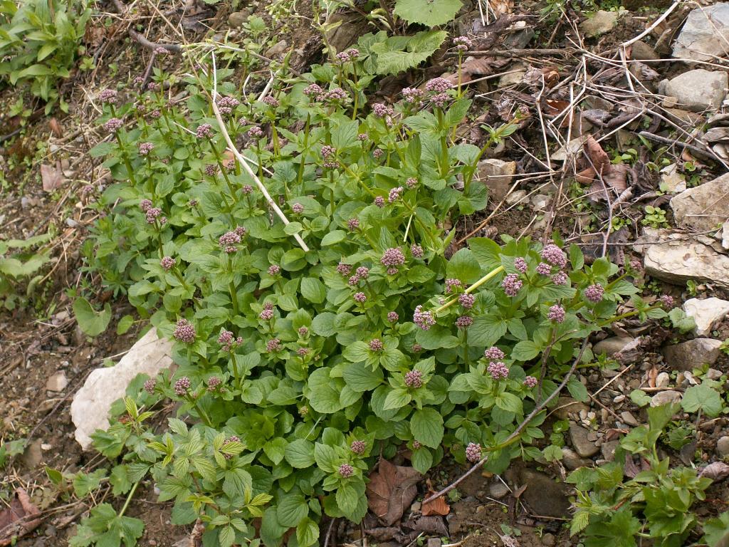 Изображение особи Valeriana tripteris.