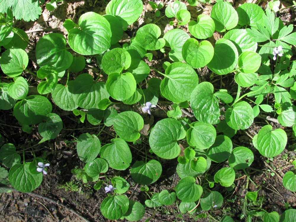 Image of Viola palustris specimen.