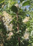 Salix aurita. Ветвь со вскрывающимися вызревшими соплодиями. Московская обл., Одинцовский р-н, окр. села Никольское. 07.06.2011.