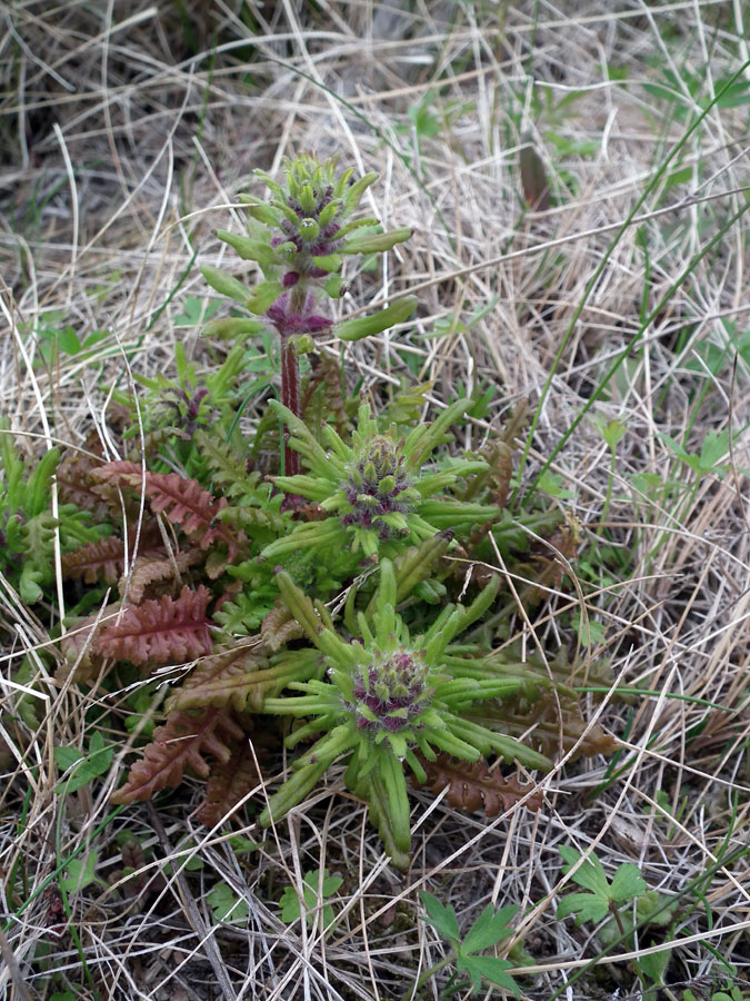 Изображение особи Pedicularis verticillata.