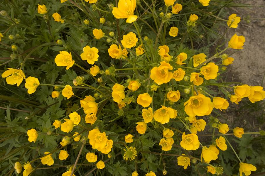 Image of genus Ranunculus specimen.