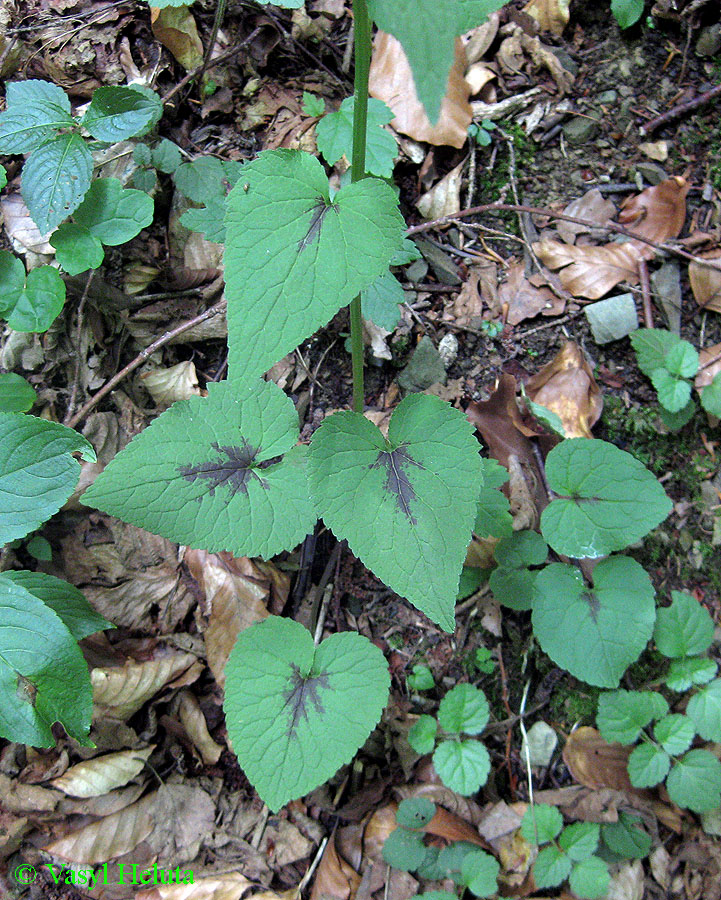 Image of Phyteuma spicatum specimen.