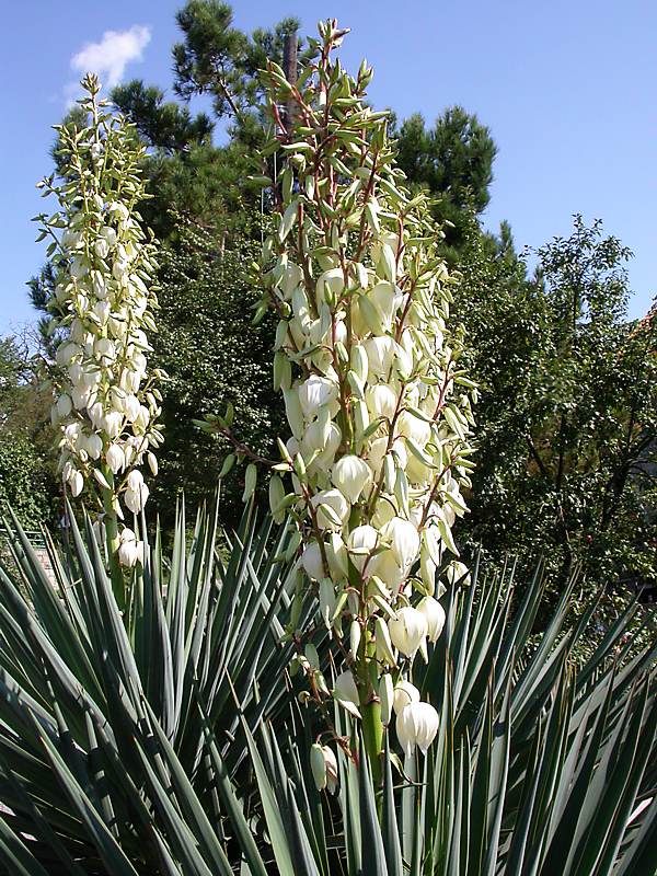 Изображение особи Yucca gloriosa.