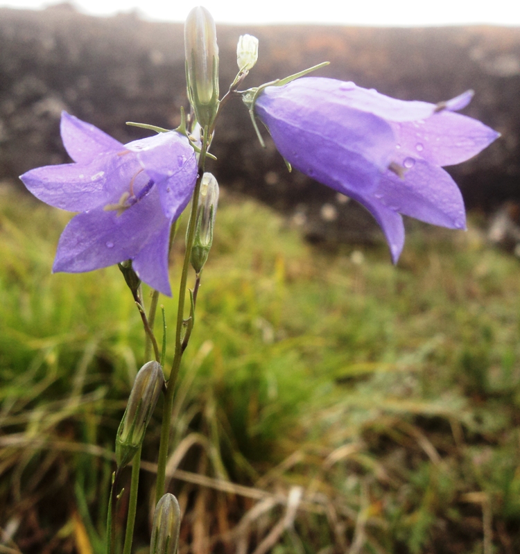 Image of Campanula rotundifolia specimen.