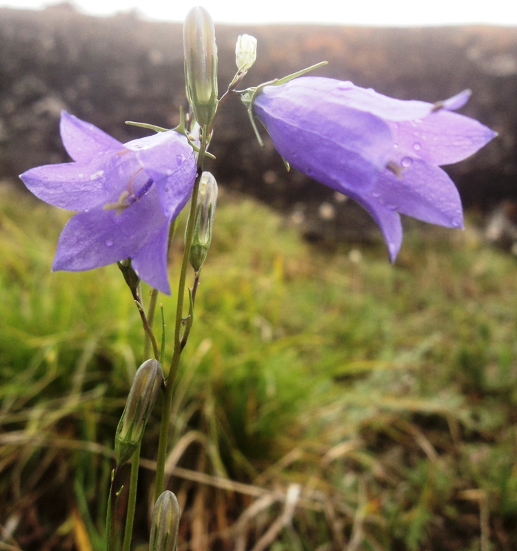 Изображение особи Campanula rotundifolia.