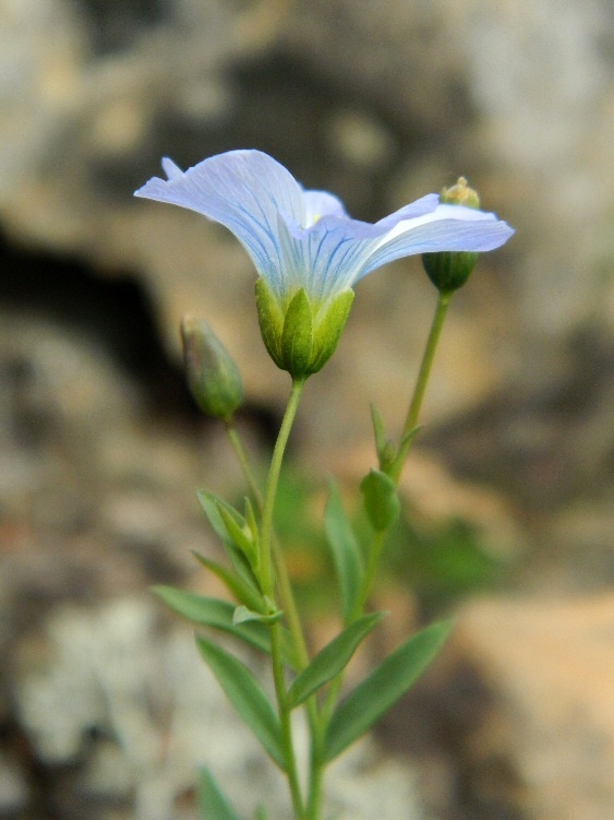 Изображение особи Linum boreale.