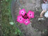 Dianthus calocephalus