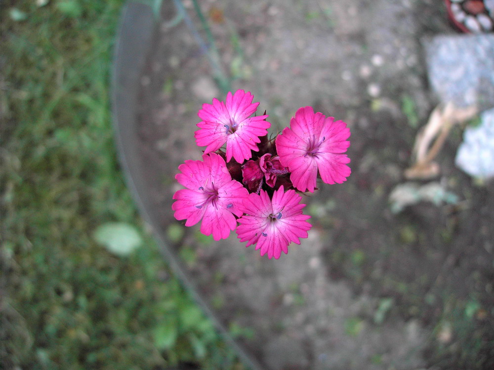 Изображение особи Dianthus calocephalus.