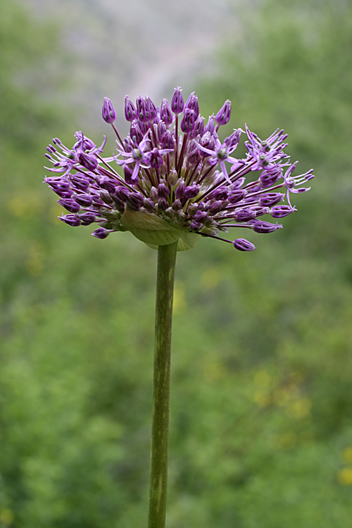 Изображение особи Allium stipitatum.