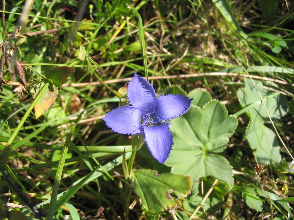 Image of Gentianopsis ciliata specimen.