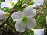 Cardamine pratensis. Цветок. Московская обл., Одинцовский р-н, г. Кубинка, берег заболоченного водоема. 21.05.2011.