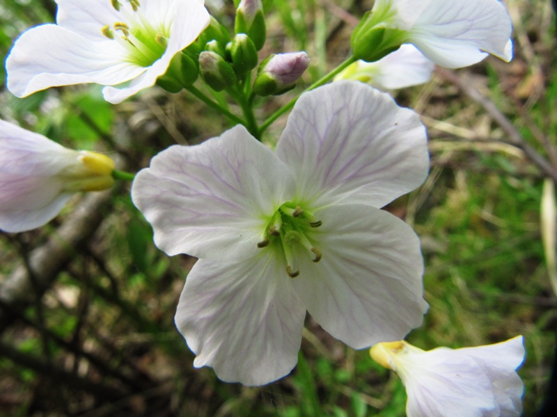 Image of Cardamine pratensis specimen.