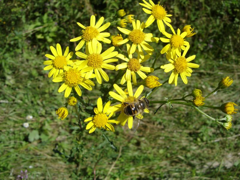 Изображение особи Senecio erraticus.