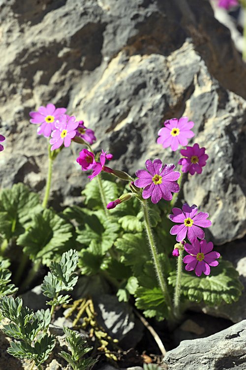 Image of Primula minkwitziae specimen.