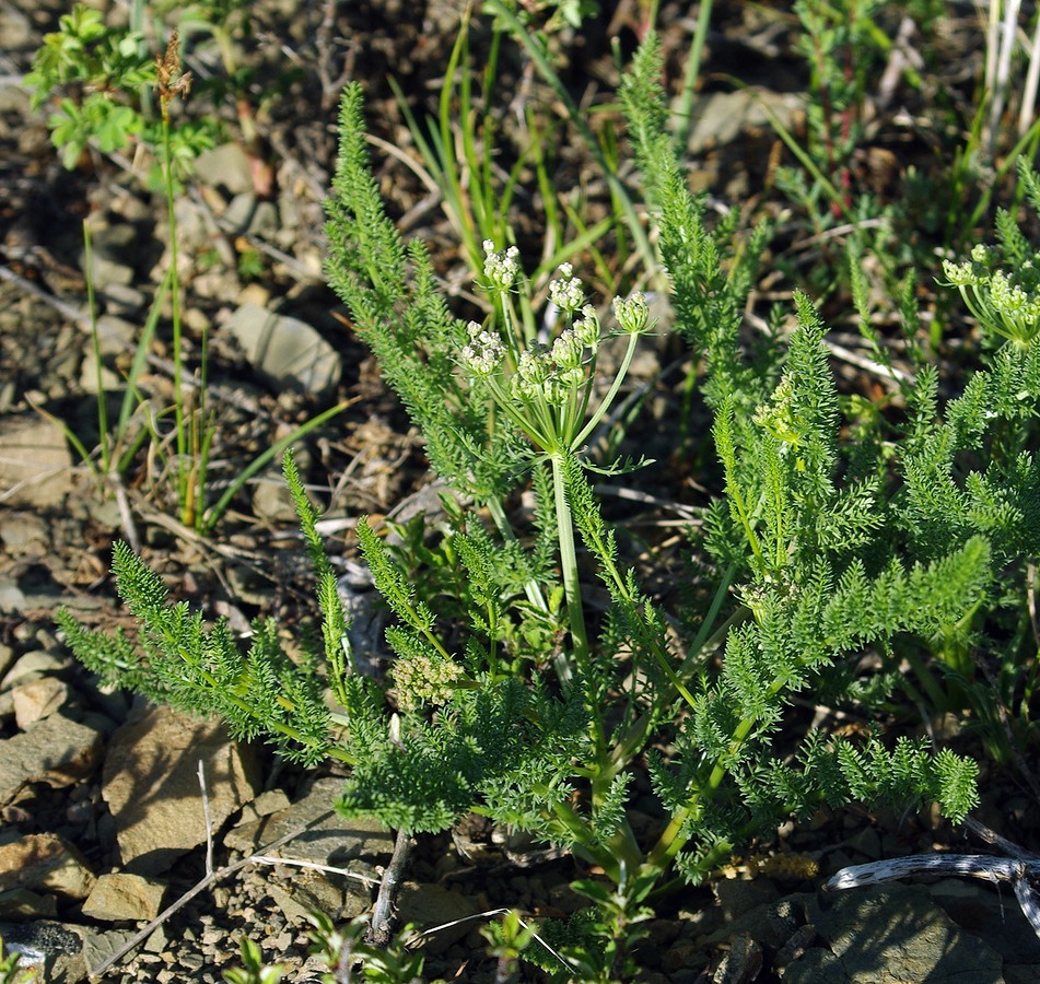 Image of Schrenkia golickeana specimen.