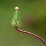 Taraxacum