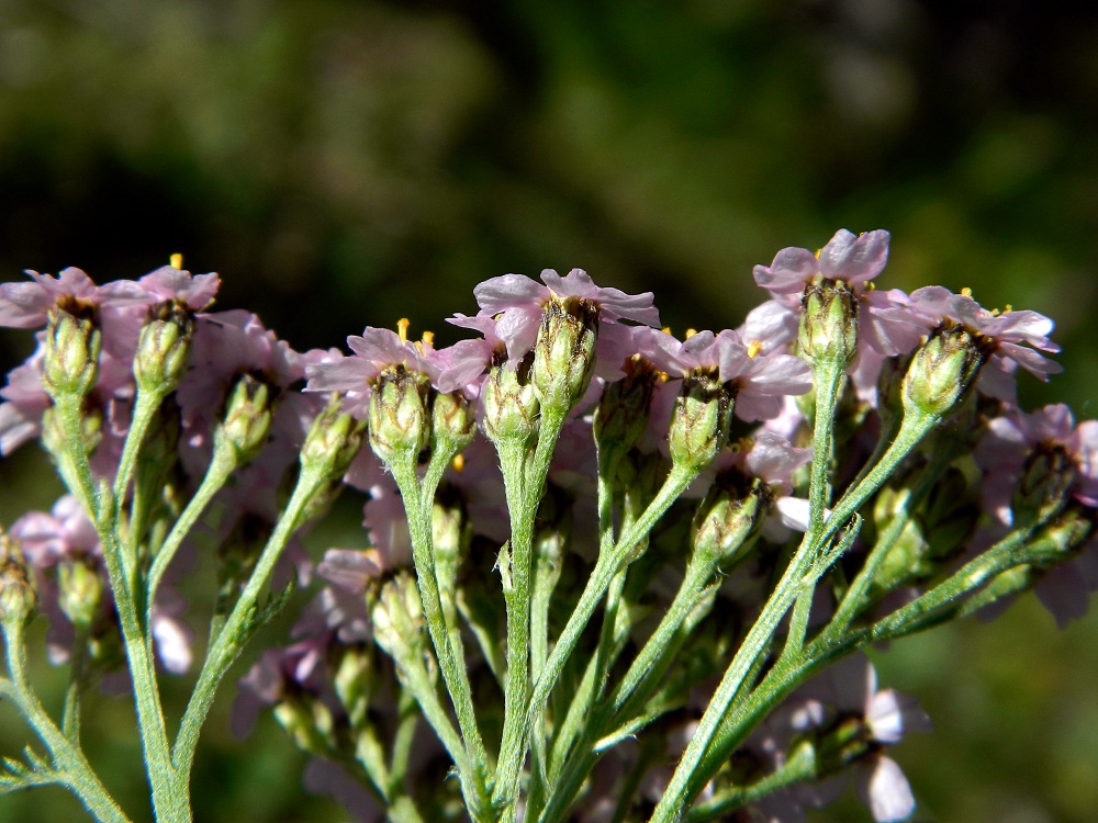 Image of Achillea millefolium specimen.