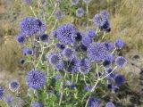 Echinops biebersteinii. Верхушки побегов с соцветиями. Саратовская обл., Саратовский р-н, в солонцеватой степи, поблизости от ручья. 7 августа 2011 г.
