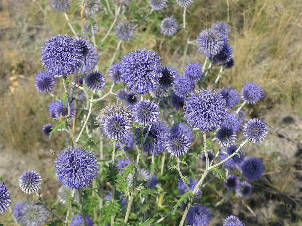 Image of Echinops biebersteinii specimen.