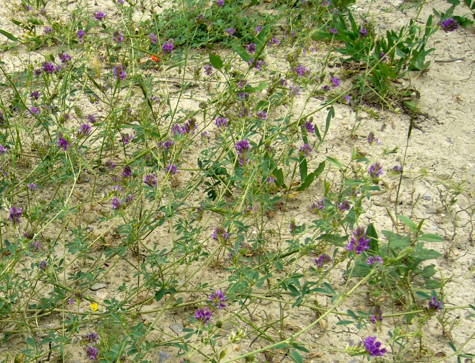 Image of Medicago sativa specimen.