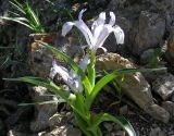 Image of taxon representative. Author is Лина Вальдшмит