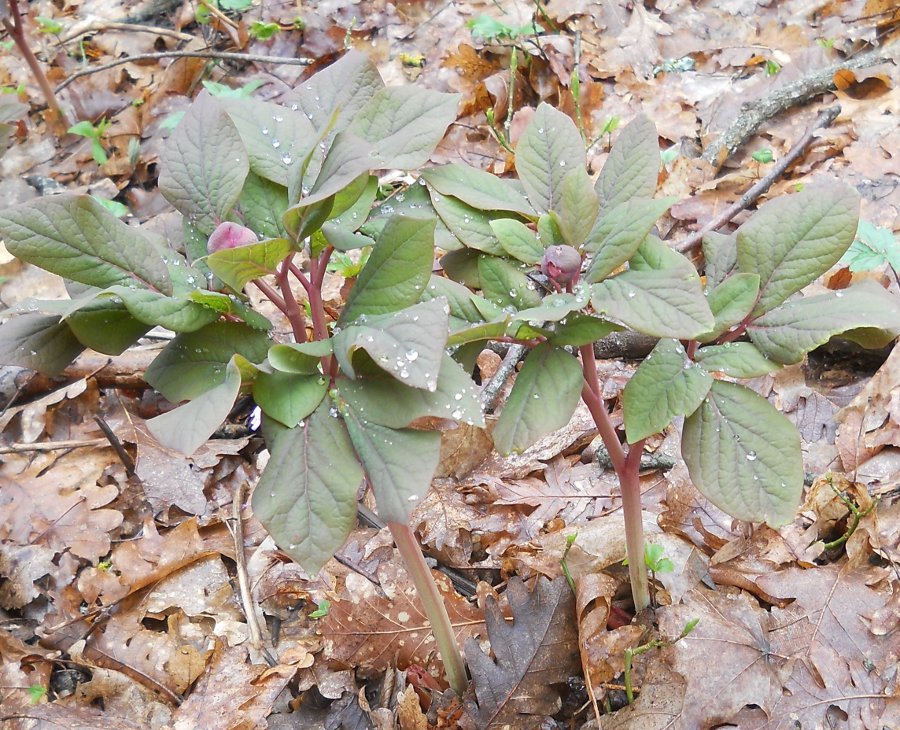 Image of Paeonia caucasica specimen.