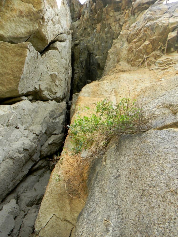 Image of Clematis glauca specimen.