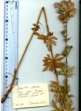Aconitum paskoi