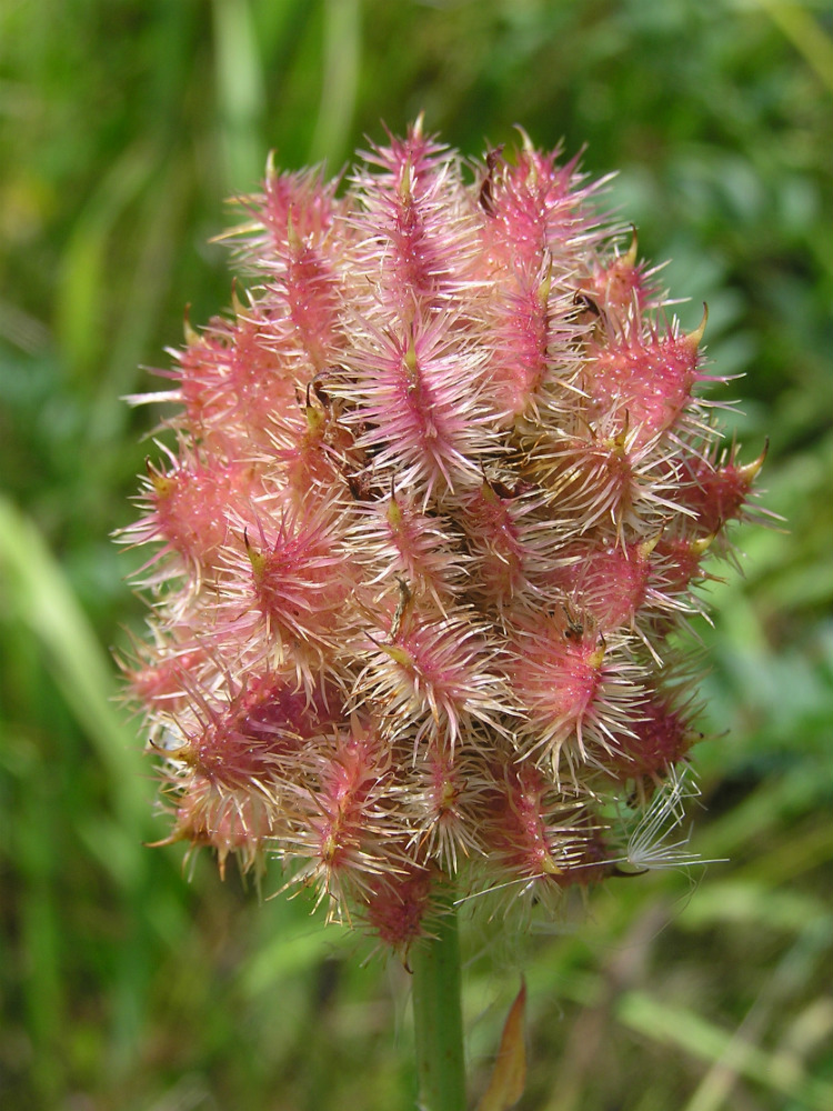 Изображение особи Glycyrrhiza echinata.