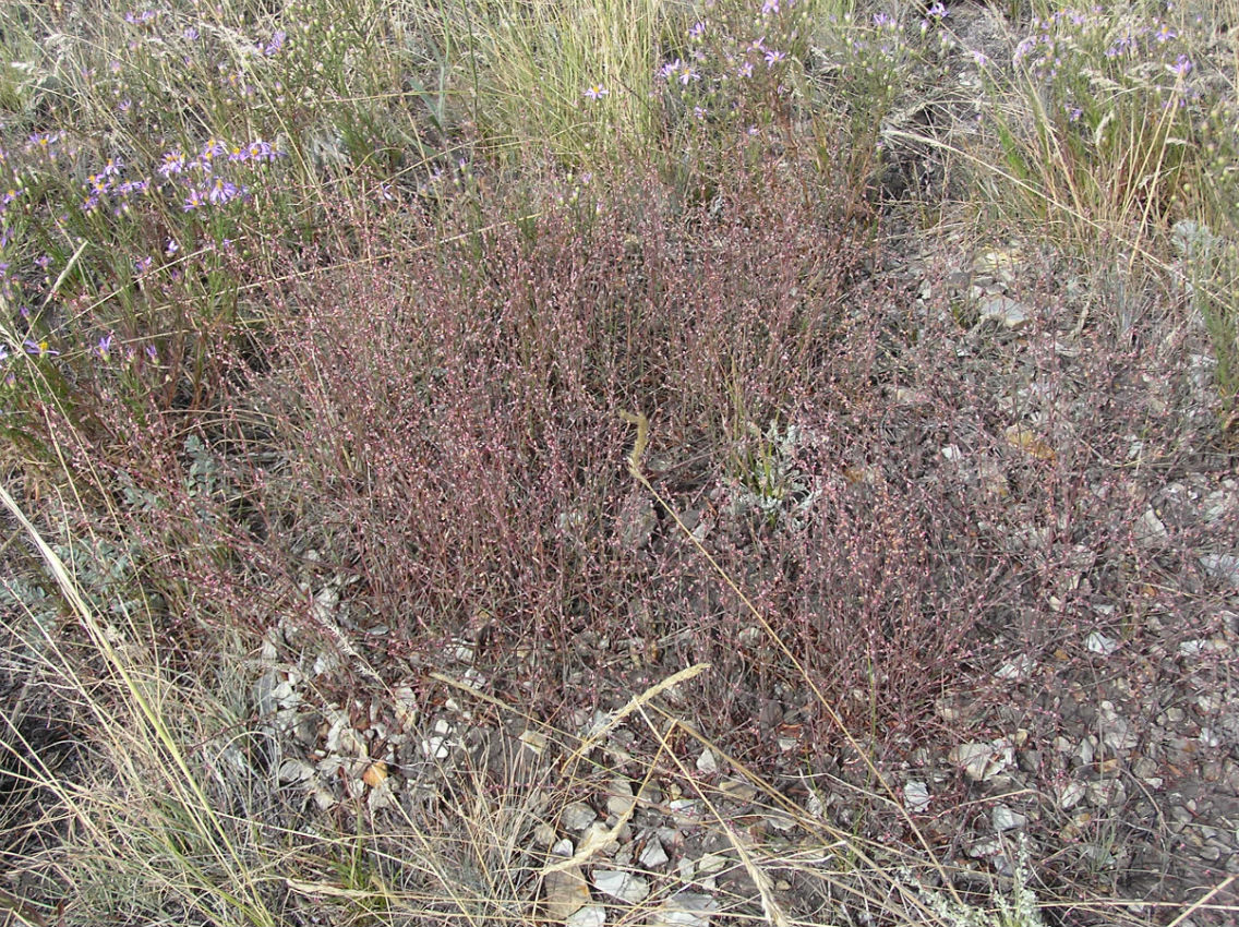 Изображение особи Polygonum novoascanicum.