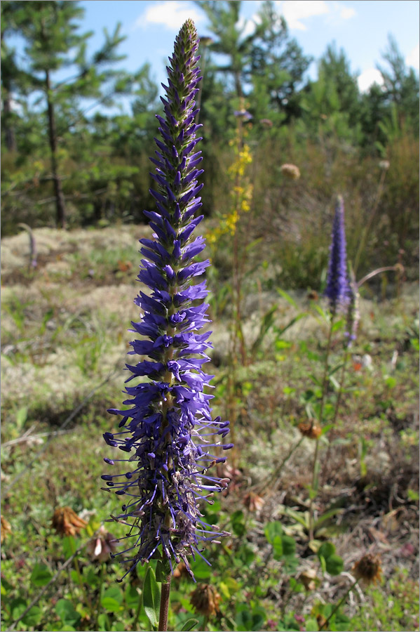 Image of Veronica spicata specimen.