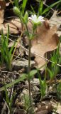 Cerastium brachypetalum подвид tauricum. Цветущее растение. Крым, окр. Ялты, заповедник Мыс Мартьян. 17 апреля 2012 г.