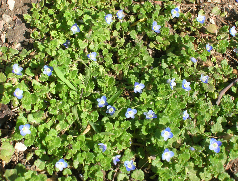 Image of Veronica polita specimen.