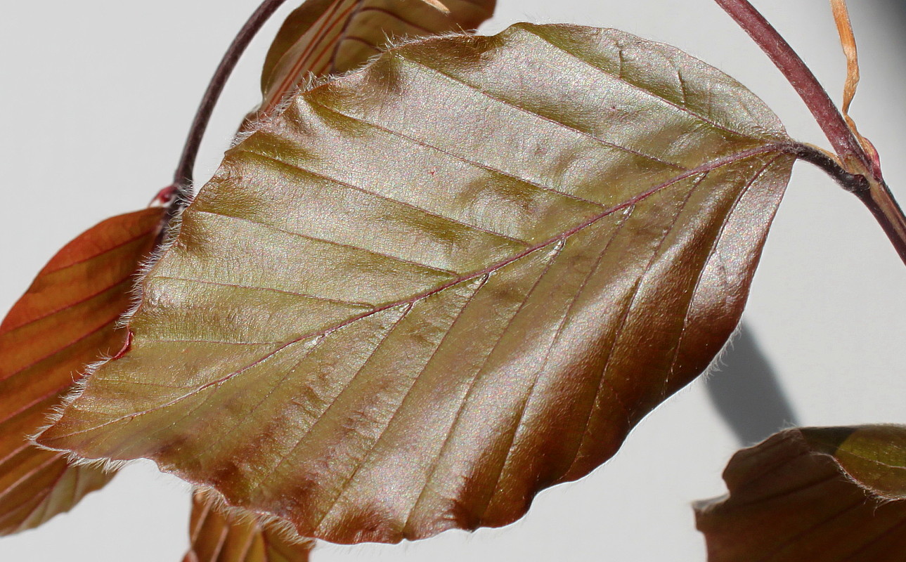 Image of Fagus sylvatica var. purpurea specimen.