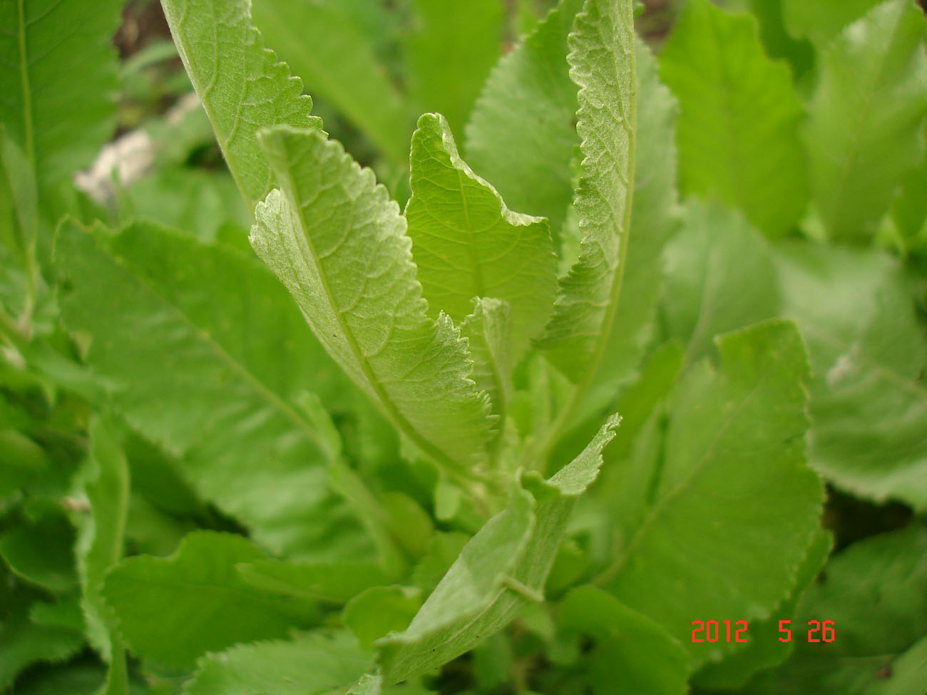 Изображение особи Pyrethrum balsamita.