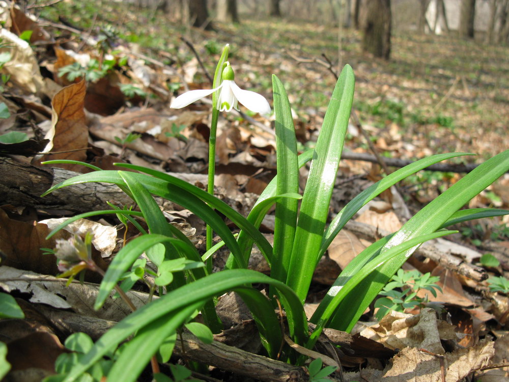 Изображение особи Galanthus caspius.