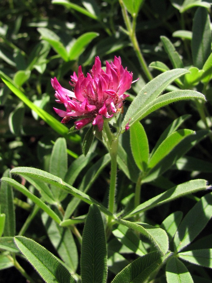Изображение особи Trifolium alpestre.
