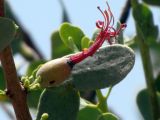 Plicosepalus acaciae. Цветок. Израиль, долина Арава, г. Эйлат. 04.06.2012.