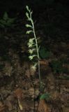 Epipactis microphylla. Цветущее растение. Крым, Белогорский р-н, окр. с. Земляничное. 13 июня 2012 г.