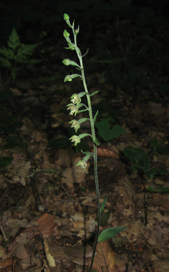 Изображение особи Epipactis microphylla.