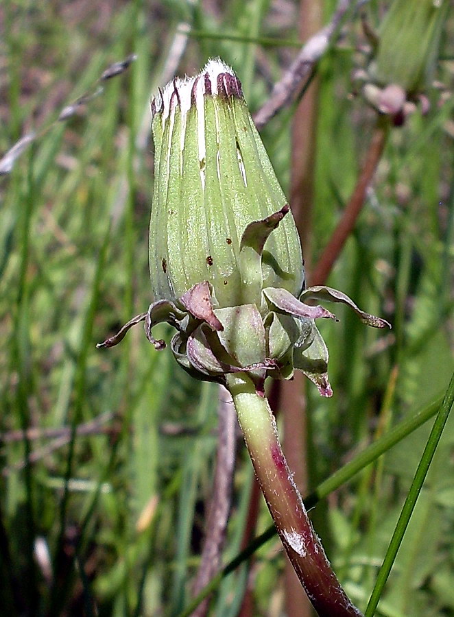 Изображение особи Taraxacum erythrospermum.