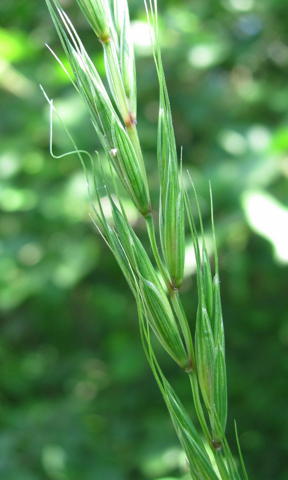 Изображение особи Elymus caninus.